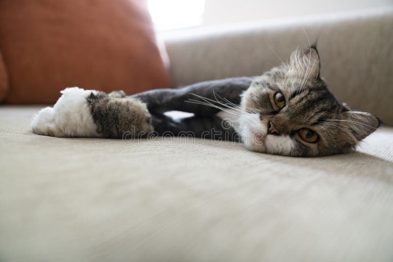 Querzuchtmaine-Waschbärperserkatze auf einem Sofa lizenzfreies stockbild
