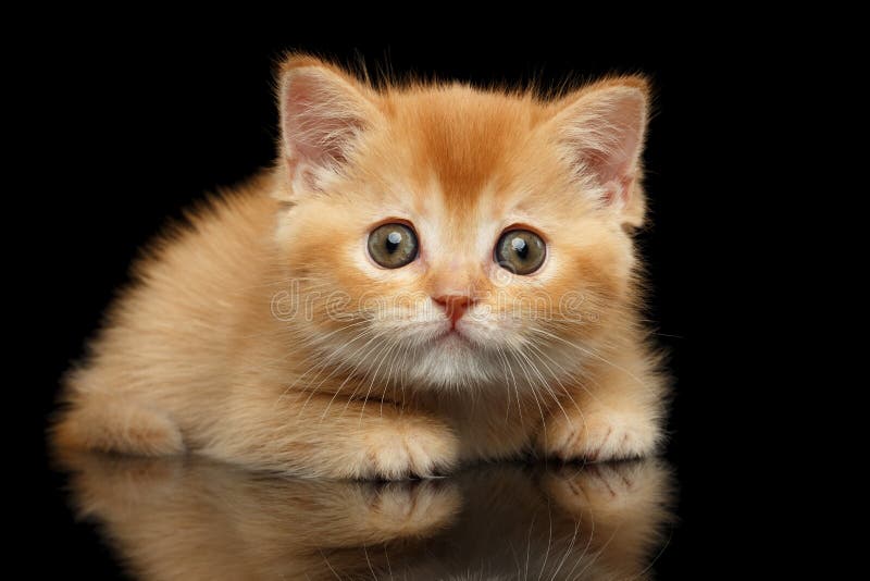 Question droite écossaise rouge de Kitten Looks de plan rapproché, noir d'isolement photo libre de droits Question droite écossaise rouge de Kitten Looks de plan rapproché, noir d'isolement photo libre de droits