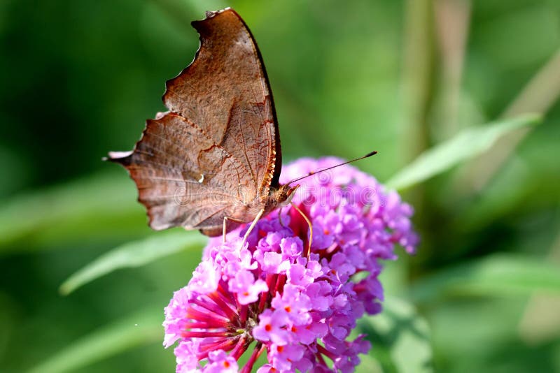 Question Mark Butterfly Polygonia interrogationis feeding on butterfly bush flower profile