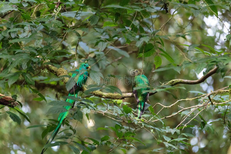 Quetzal birds wild Monteverde Costa Rica