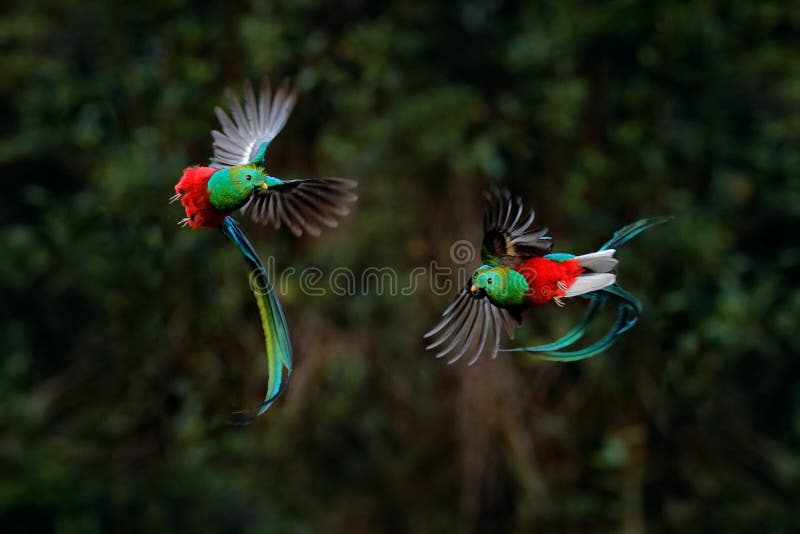 Quetzal, Pharomachrus mocinno, από το τροπικό της Κόστα Ρίκα με πράσινο δάσος, δύο πουλιά πετούν για να πολεμήσουν Υπέροχο ιερό π στοκ εικόνα Quetzal, Pharomachrus mocinno, από το τροπικό της Κόστα Ρίκα με πράσινο δάσος, δύο πουλιά πετούν για να πολεμήσουν Υπέροχο ιερό π στοκ εικόνα