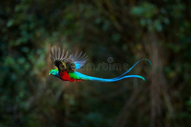 Quetzal resplandecente de voo, mocinno de Pharomachrus, Costa Rica, com a floresta verde no fundo Verde sagrado e vermelho magníf