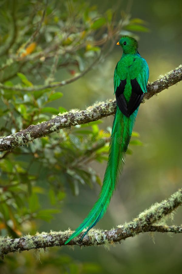 Quetzal Resplendissant Sacré Magnifique Doiseau Vert Et