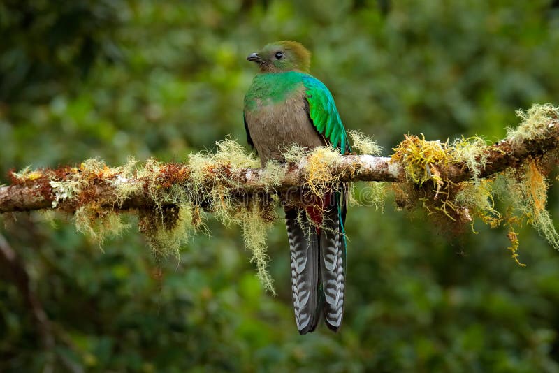 Quetzal Resplendissant Savegre En Costa Rica Avec La Forêt