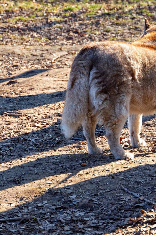 Queue d'un husky roux de l'Alaska debout dans une clairière forestière ensoleillée image libre de droits