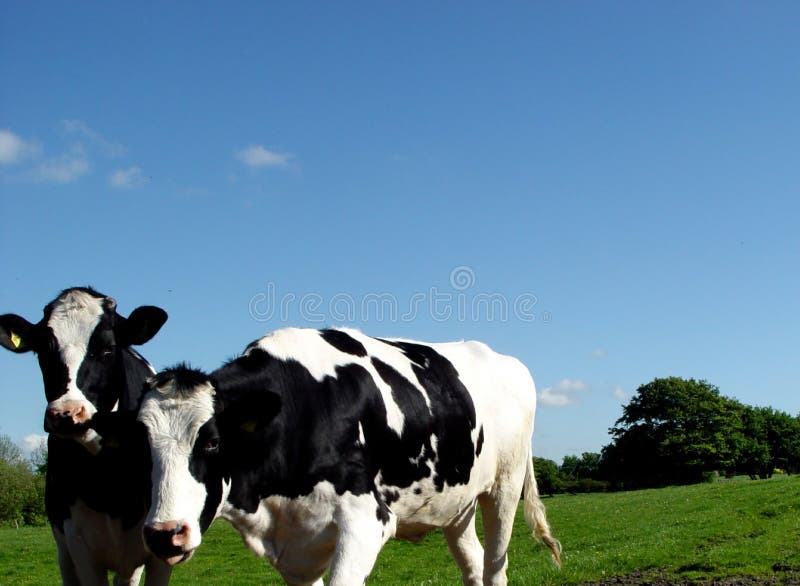 2 nosy cows. 2 nosy cows