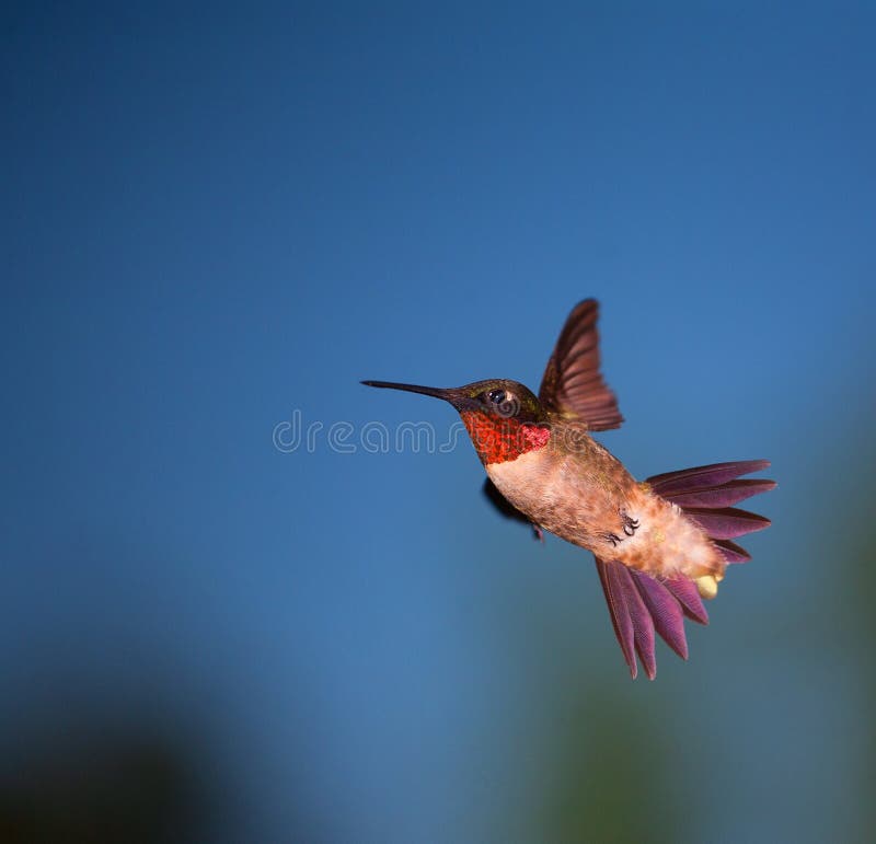 Hummingbird that is making a fast turn in the air. Hummingbird that is making a fast turn in the air