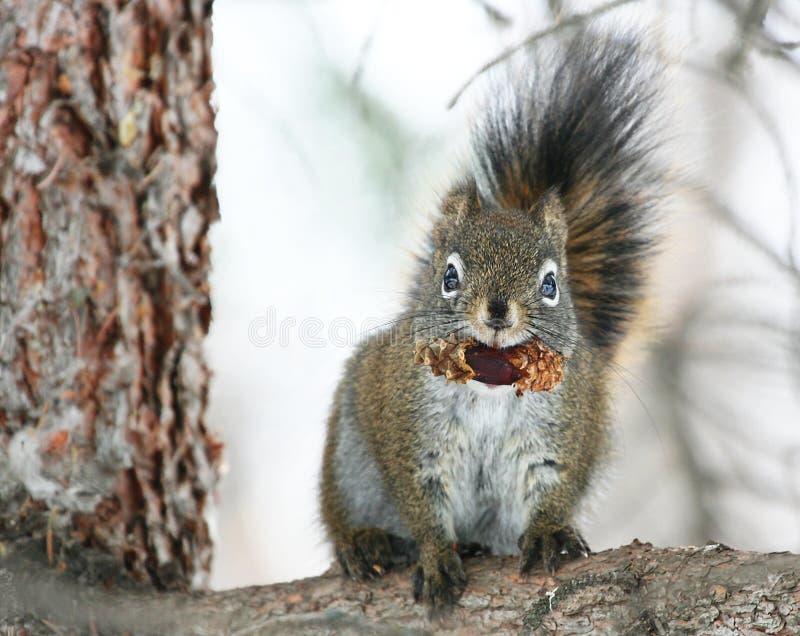 On a cold snowy day a squirrel chews a pine cone that she collected during the autumn. On a cold snowy day a squirrel chews a pine cone that she collected during the autumn.