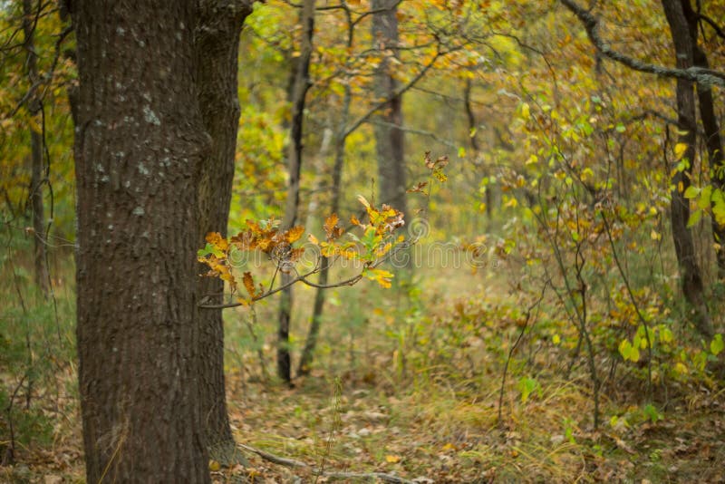 Quiet autumn forest scene stock image. Image of tree 78827385