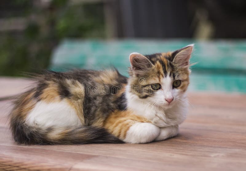 Quiet beautiful kitten lying and resting in nature stock images Quiet beautiful kitten lying and resting in nature stock images