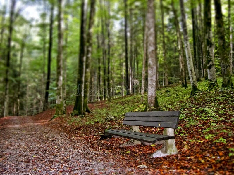 Quiet bench along forest footpath