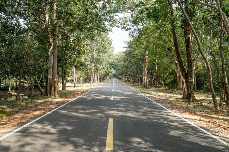 Quiet Country road with bomen both side in Cambodia, siem reap_image royalty-vrije stock foto Quiet Country road with bomen both side in Cambodia, siem reap_image royalty-vrije stock foto