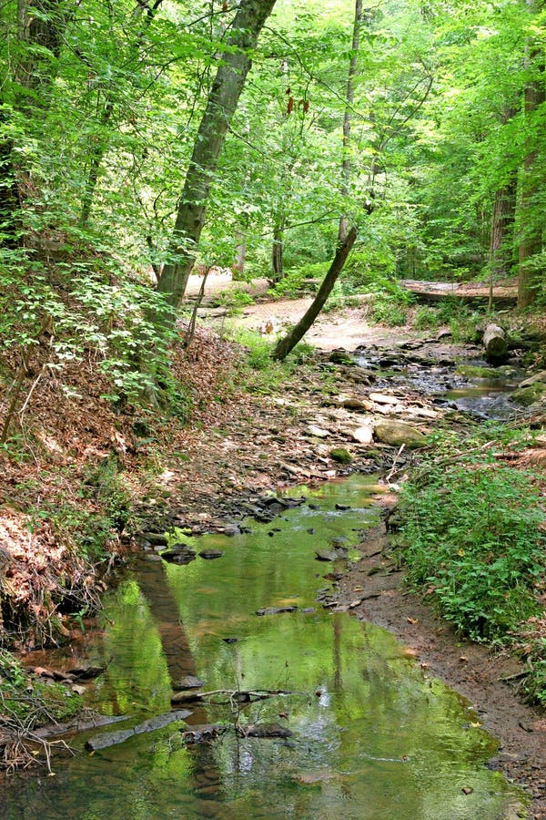 Quiet Creek stock photo. Image of river, flowing, forest 2727402