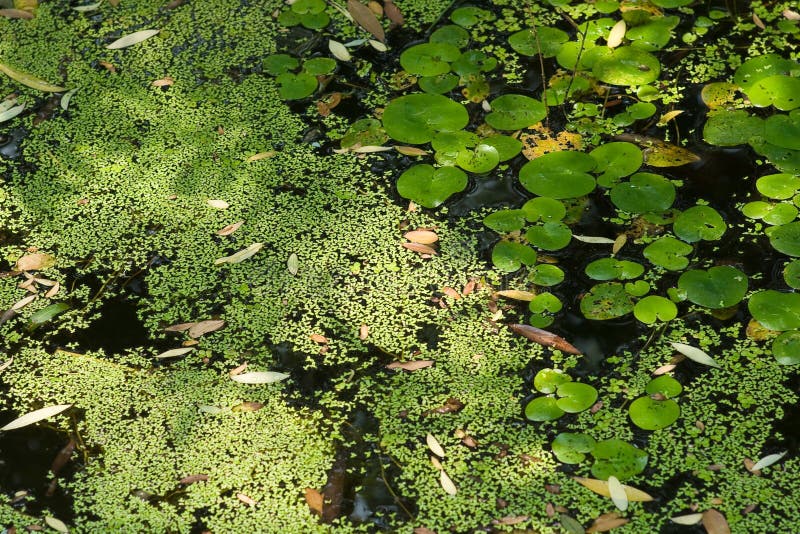 Quiet pond