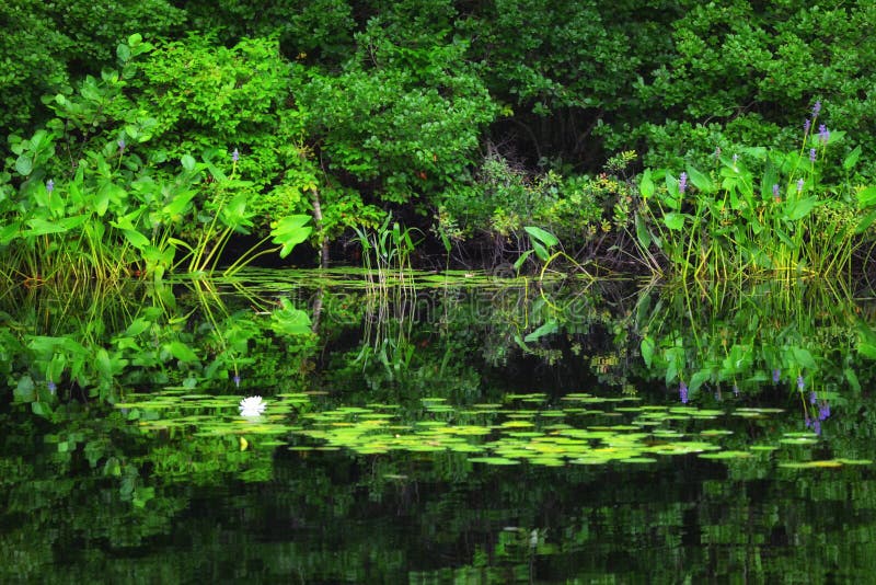 quiet-pond-scene-maine-peaceful-water-lilies-other-flowers-ferry-beach-state-park-saco-43249831.jpg