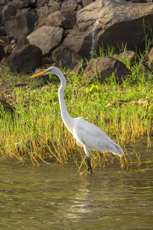 Quiet White Heron on a Lake Stock Image Image of neck, egret 77004759