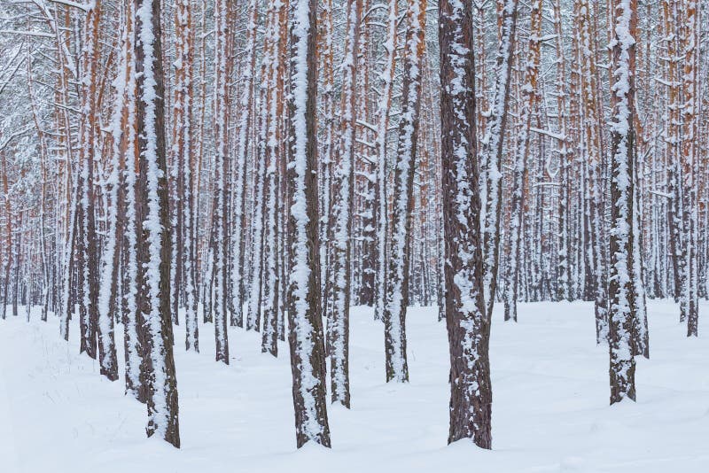 Quiet winter pine tree forest covered by a snow. Winter natural background