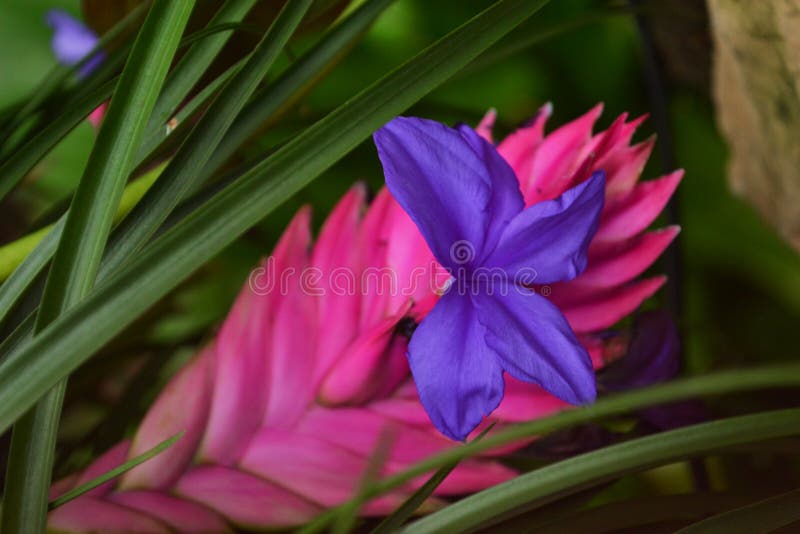 Pink Quill is a member of the bromeliad family of air plants, and gets its name from the plume of bright pink bracts that last for months. Pink Quill is a member of the bromeliad family of air plants, and gets its name from the plume of bright pink bracts that last for months.