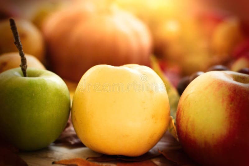 Quince Apple and Nuts on Wooden Table. Autumn Harvest Concept. Autumn