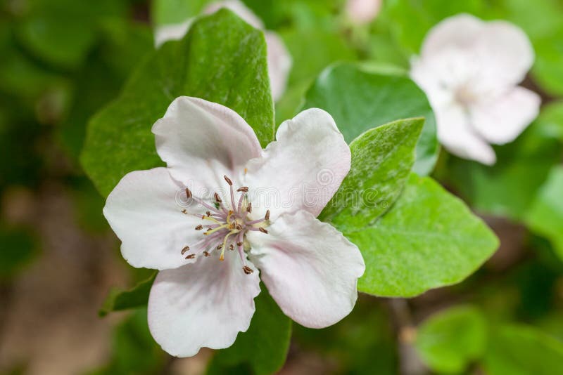 Quince blossoms royalty free stock photo