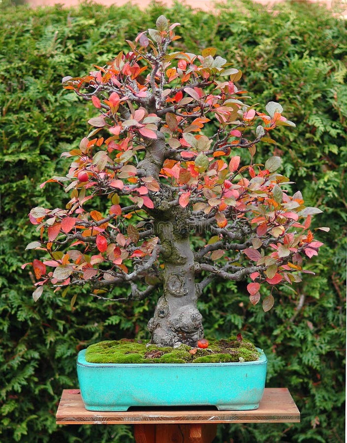 Quince bonsai in fall stock photo. Image of tree, nature 1585448