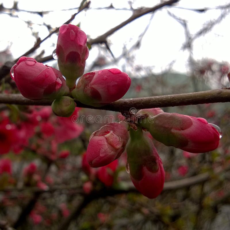Red Quince Tree Flower Blossoms 02 Stock Image Image of flower