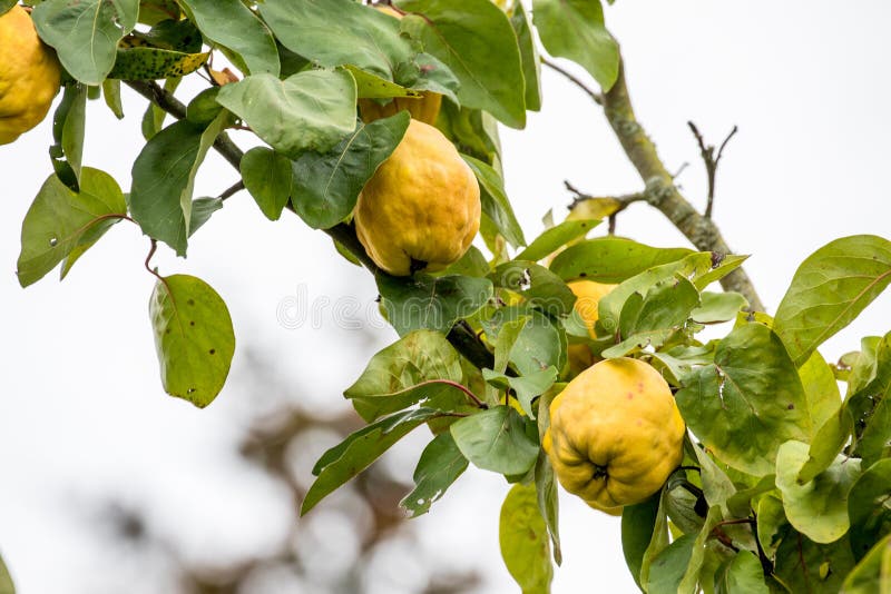 The Quince the Fruit Variety Stock Photo Image of variety