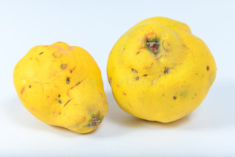 Quince is a Fruit Full of Health Benefits Stock Photo Image of fruit