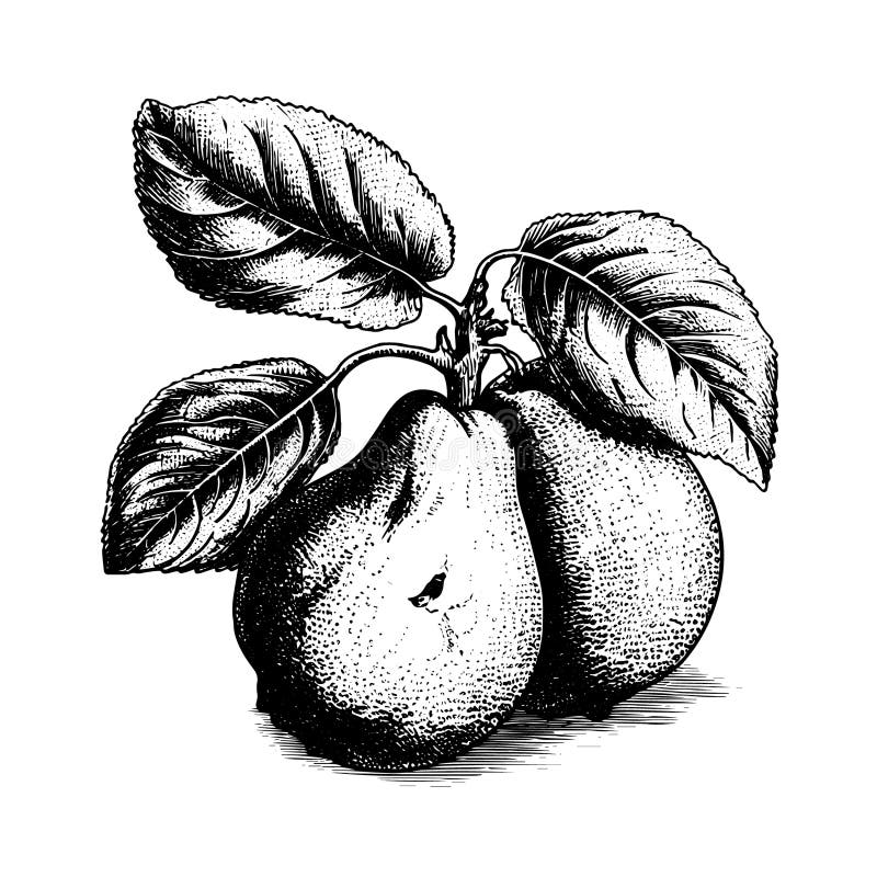 Quince Drawing Stock Illustrations 955 Quince Drawing Stock