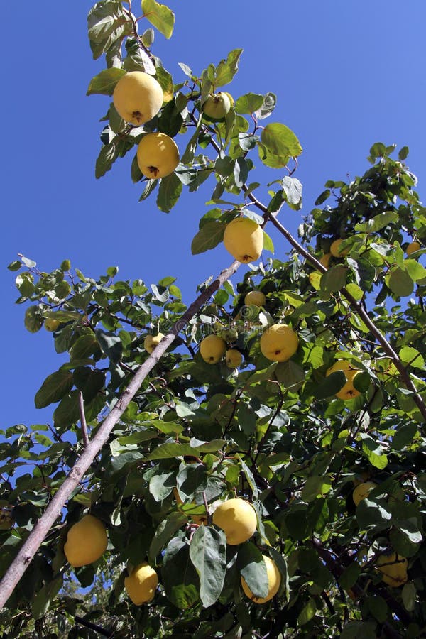 Quinces stock image. Image of quince, orchard, fruit 34495375