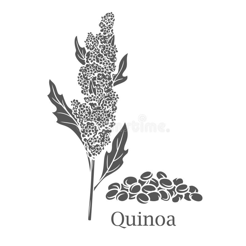 Quinoa-Getreide-Ernte-Glyphen-Symbol vektor abbildung