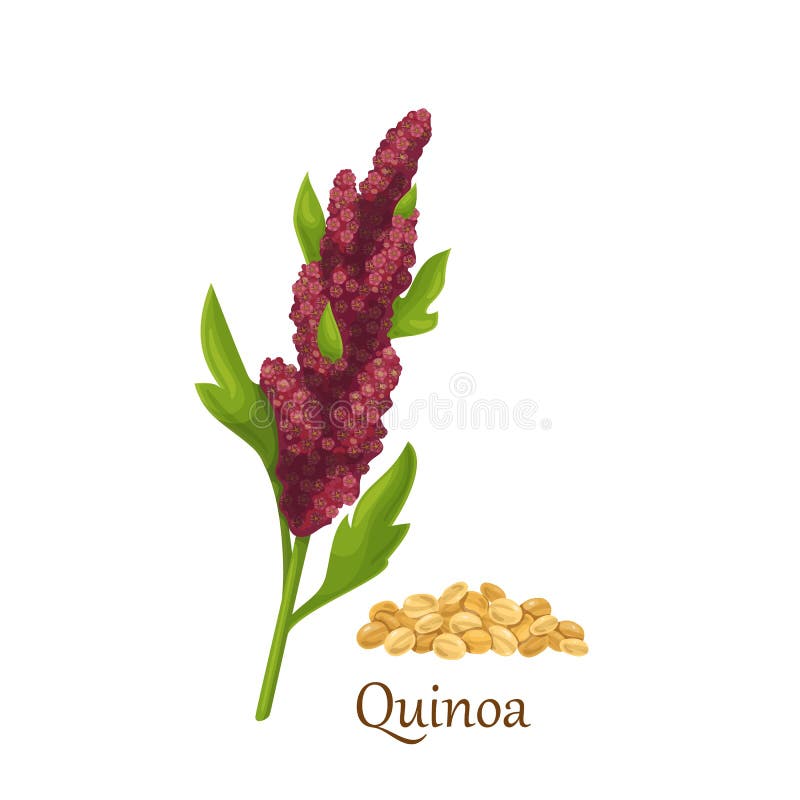 Quinoa Grass Stock Illustrations – 266 Quinoa Grass Stock Illustrations ...