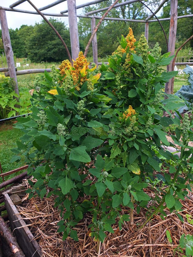 Quinoa plant with seeds.