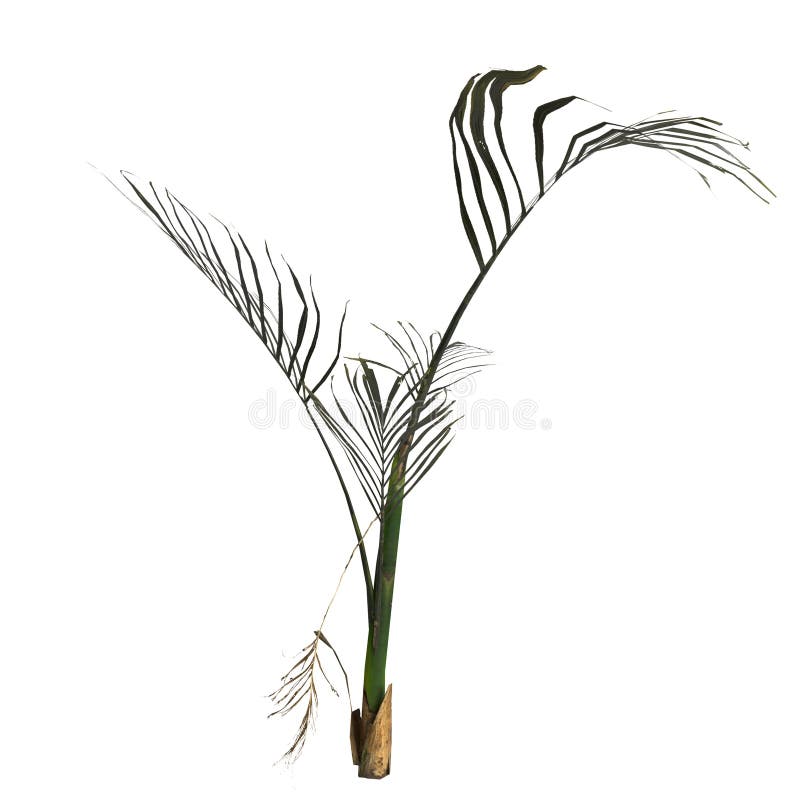 3 quinquies ilustración de la planta de palmera areca aislada en fondo blanco. 3 quinquies ilustraciones de la planta de palmera areca aislada en un permiso de fondo blanco