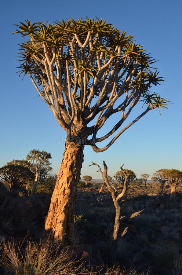 Quiver Tree (Aloe Dichotoma), Namibia Stock Photo - Image of ecology ...