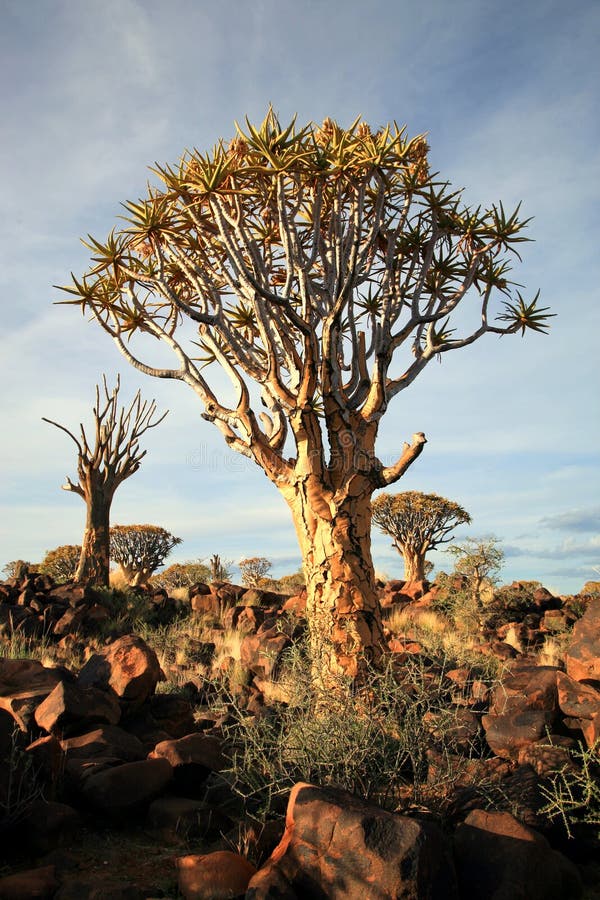 Quiver Tree, Namibia, Southern Africa Stock Photo - Image of cloudy ...