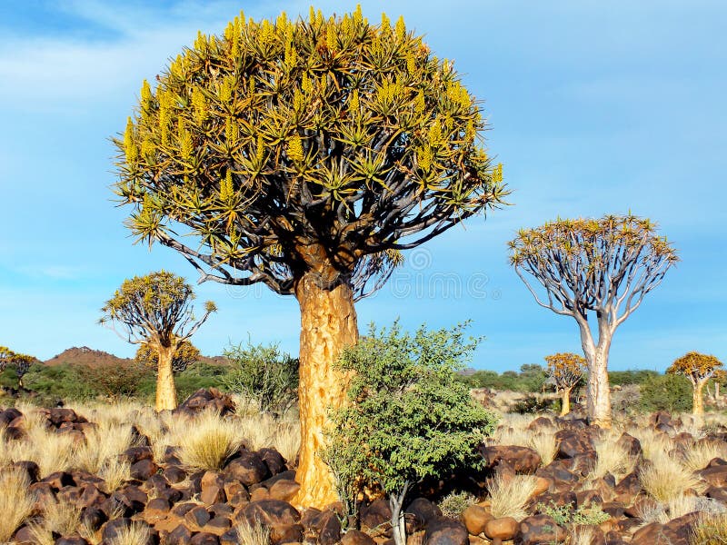 Quiver Tree Forest, Late Afternoon, Close to Keetmanshoop, Namibia