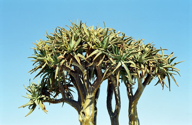 Aloe dichotoma, tiež známy ako Tulec strom alebo Kokerboom, je druh aloe pôvodných obyvateľov Južnej Afrike, konkrétne v Severnom Myse regiónu, a Namíbia.