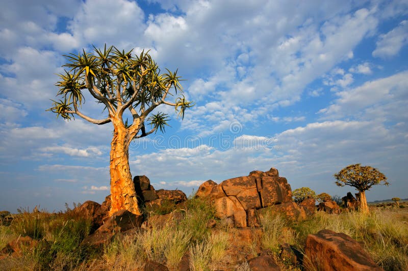 Quiver tree landscape, Namibia stock photography