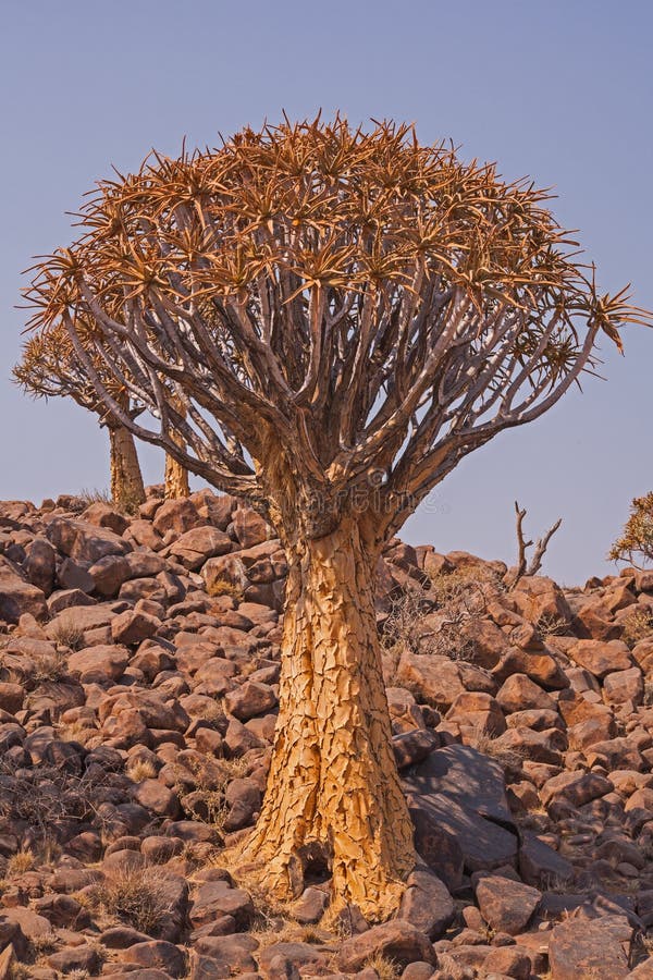 Quiver Tree Aloidendron Pillansii 3 Stock Photo - Image of pillansi ...