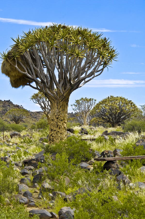 quiver tree scientific name quiver tree scientific name
