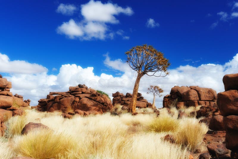 Quiver Trees (Aloe dichotoma) stock photos
