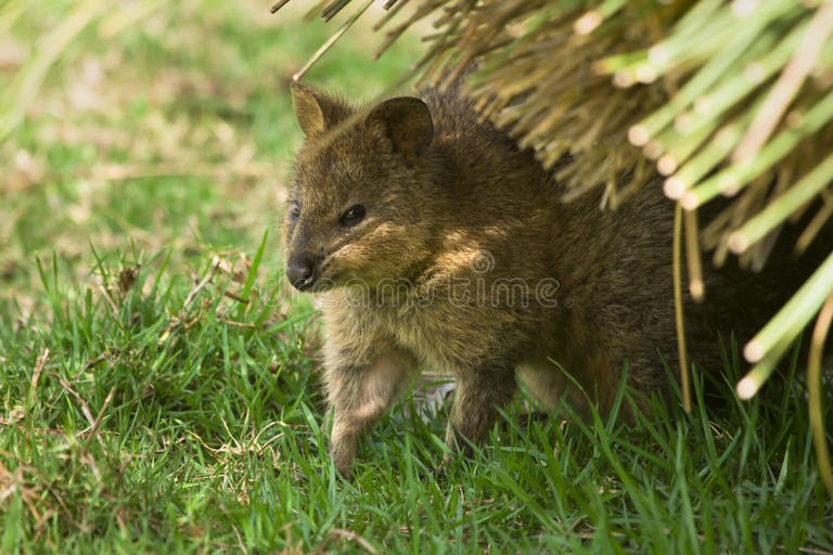 630 Animal Quokka Stock Photos Free & RoyaltyFree Stock Photos from