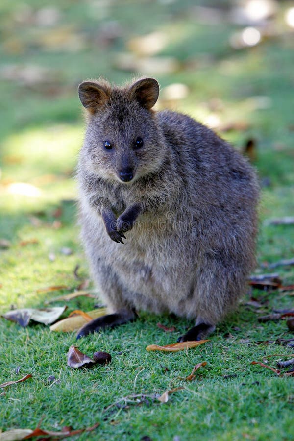 A shot of an Australian Quokka in the wild. A shot of an Australian Quokka in the wild