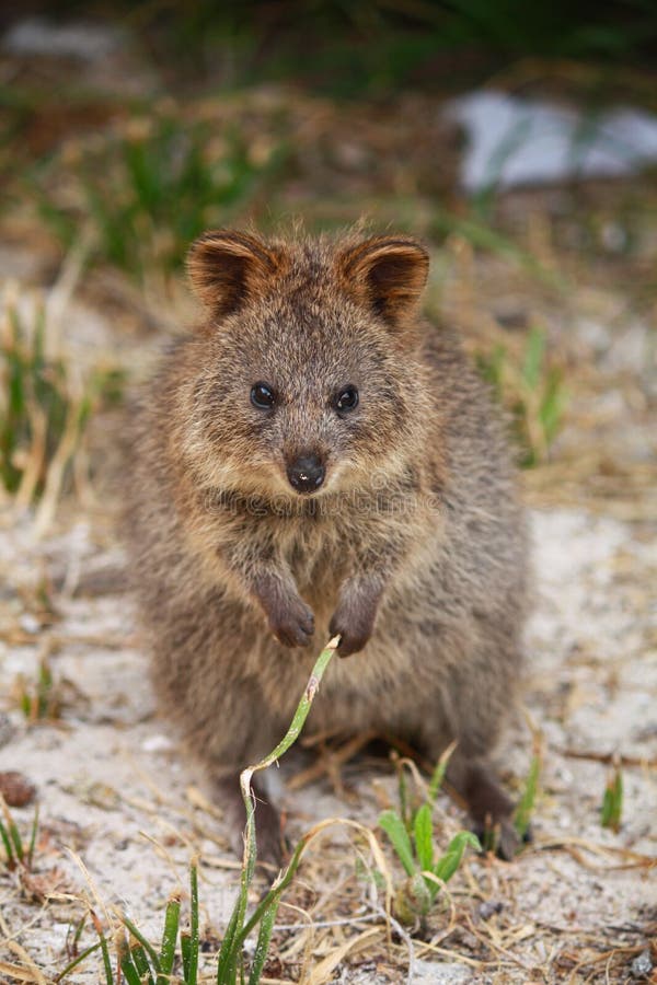 Quokka, Australisches Beuteltier Stockbild Bild von tier, nett 24087551