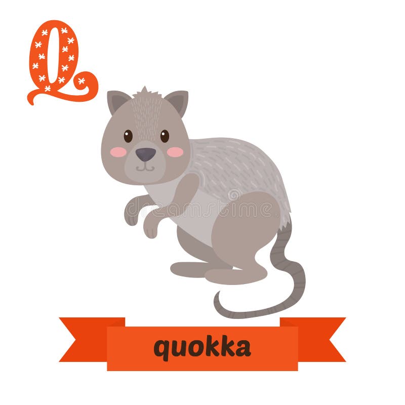 Quokka. Q Letter. Cute Children Animal Alphabet in Vector Stock Vector -  Illustration of children, alphabet: 73902568