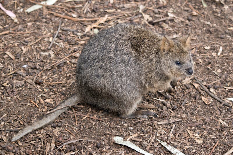 This is a Quokka a Small Marsupial Stock Photo - Image of pouch, rare:  182902772