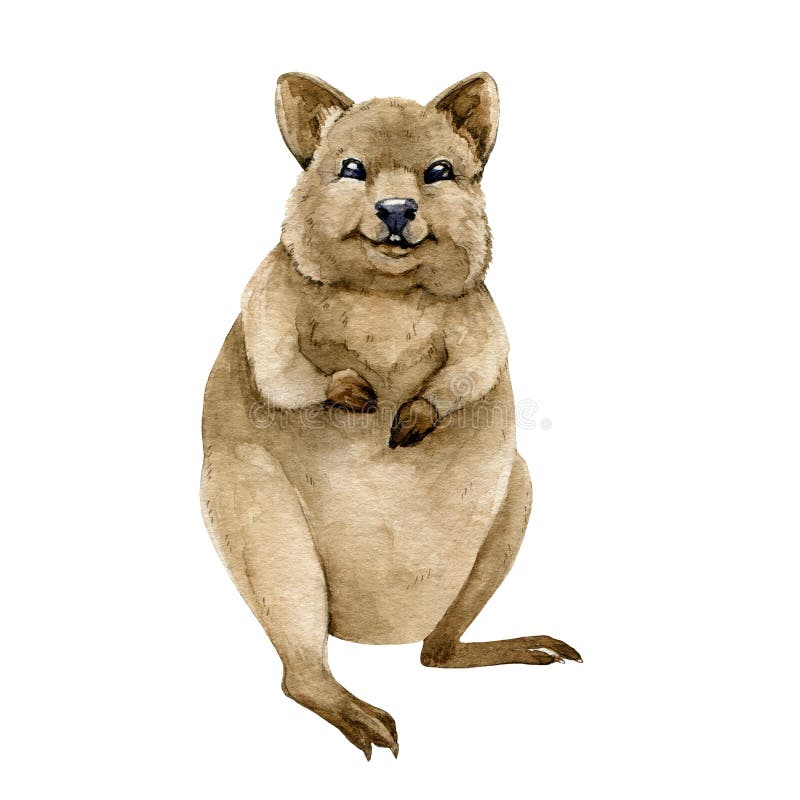 Animal Quokka Stock Illustrations – 531 Animal Quokka Stock Illustrations, Vectors & Clipart - Dreamstime Animal Quokka Stock Illustrations – 531 Animal Quokka Stock Illustrations, Vectors & Clipart - Dreamstime