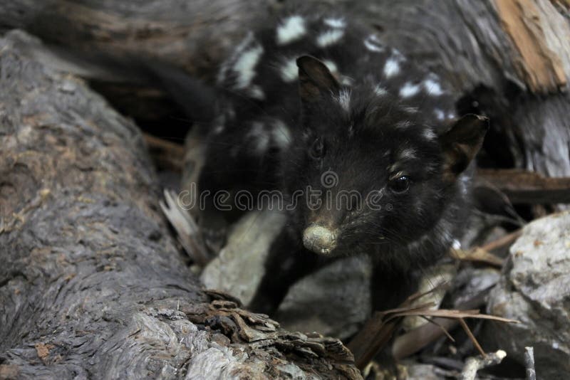 Quoll macchiato Tasmania animale Australia fotografia stock libera da diritti Quoll macchiato Tasmania animale Australia fotografia stock libera da diritti