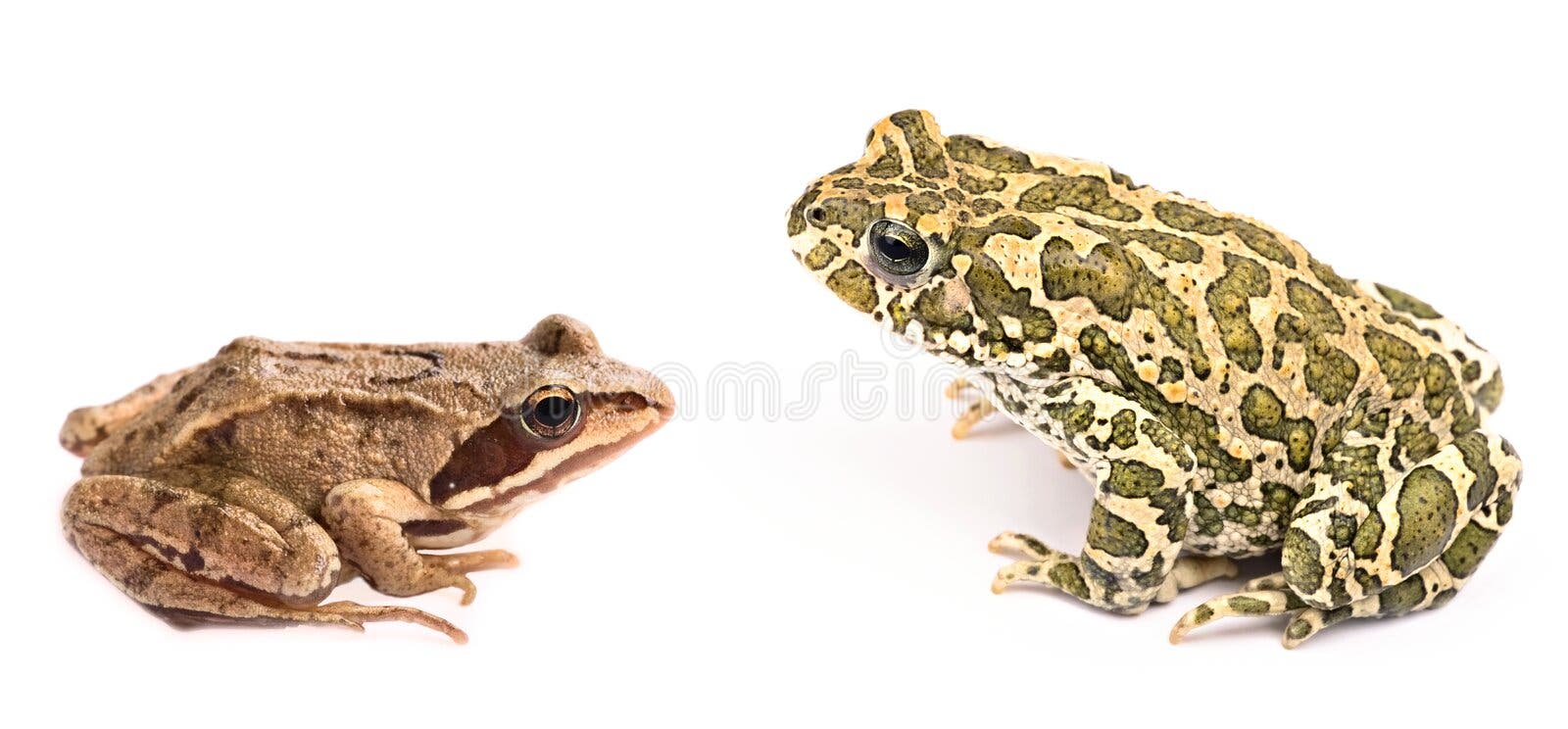 Fundo Closeup E Isolado Sobre O Sapo Cururu Branco Bufo Marinus Foto E  Imagem Para Download Gratuito - Pngtree